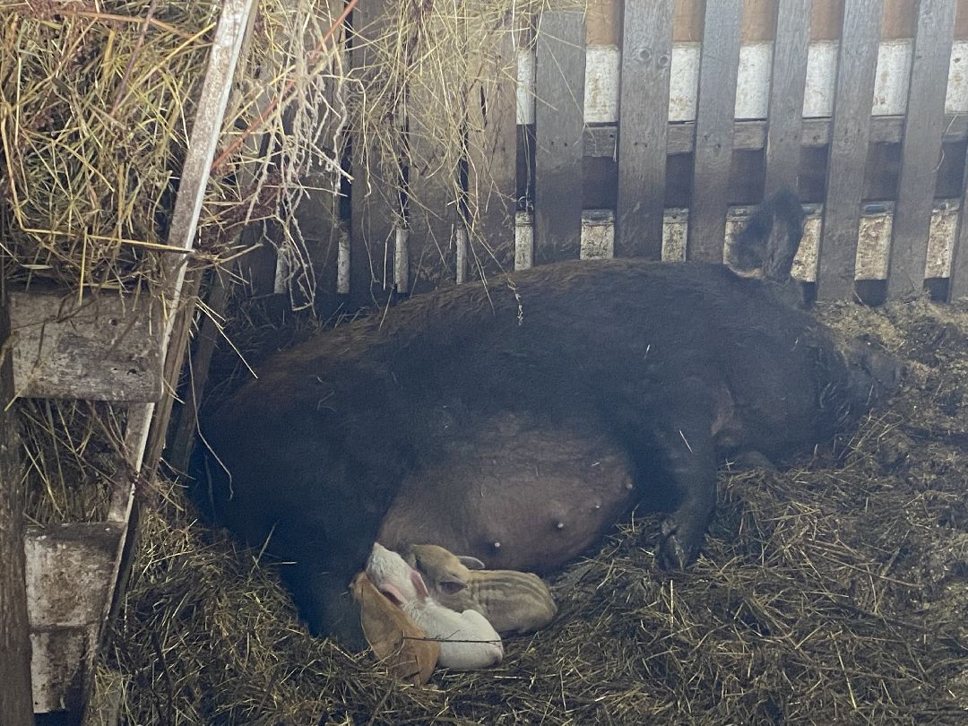 Сыр, хозяйство, молоко, ферма, Чехов