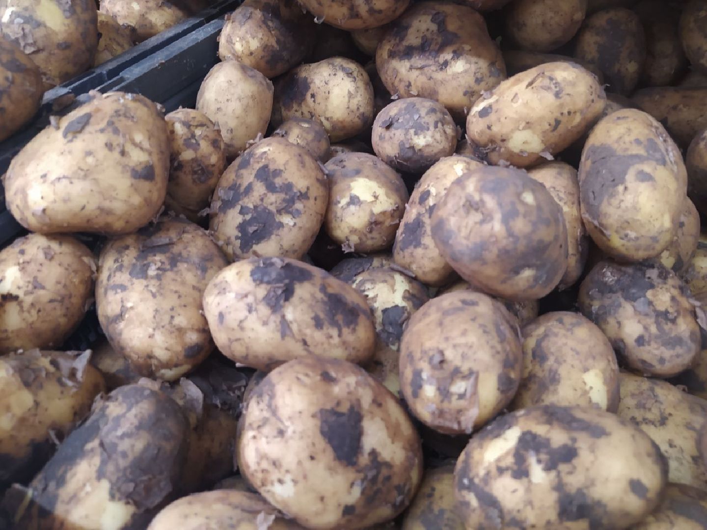 Дедовск, питание, диета, пляжи, отдых, шашлык