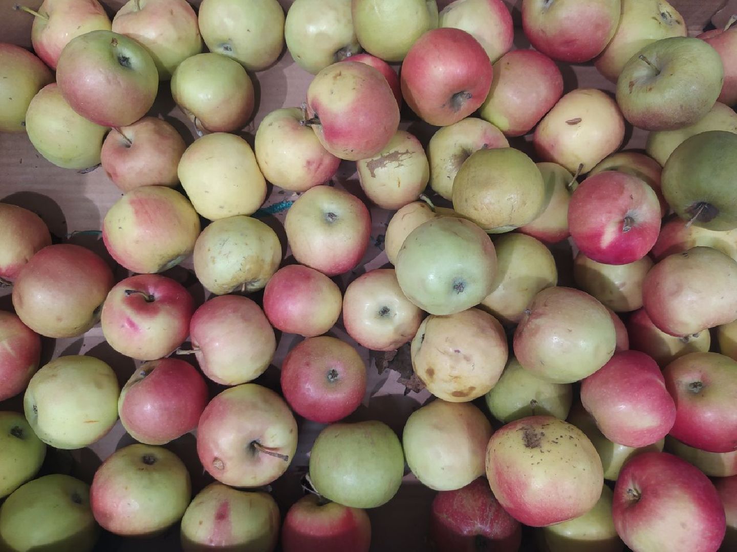 Дедовск, питание, диета, пляжи, отдых, шашлык