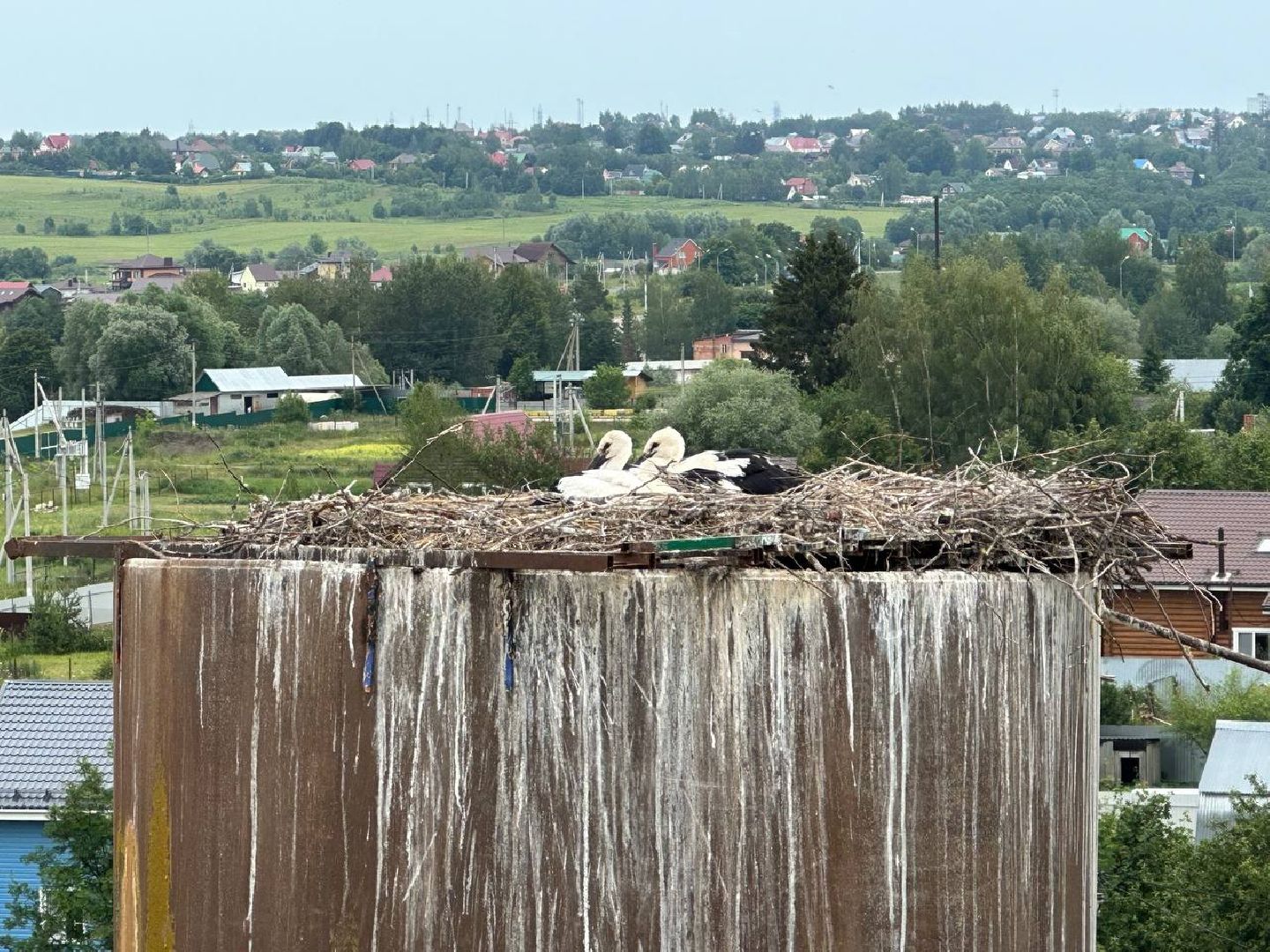 Можайск, Можайский городской округ, Подмосковье, экология, аисты, краснокнижные птицы, птенцы, спасение