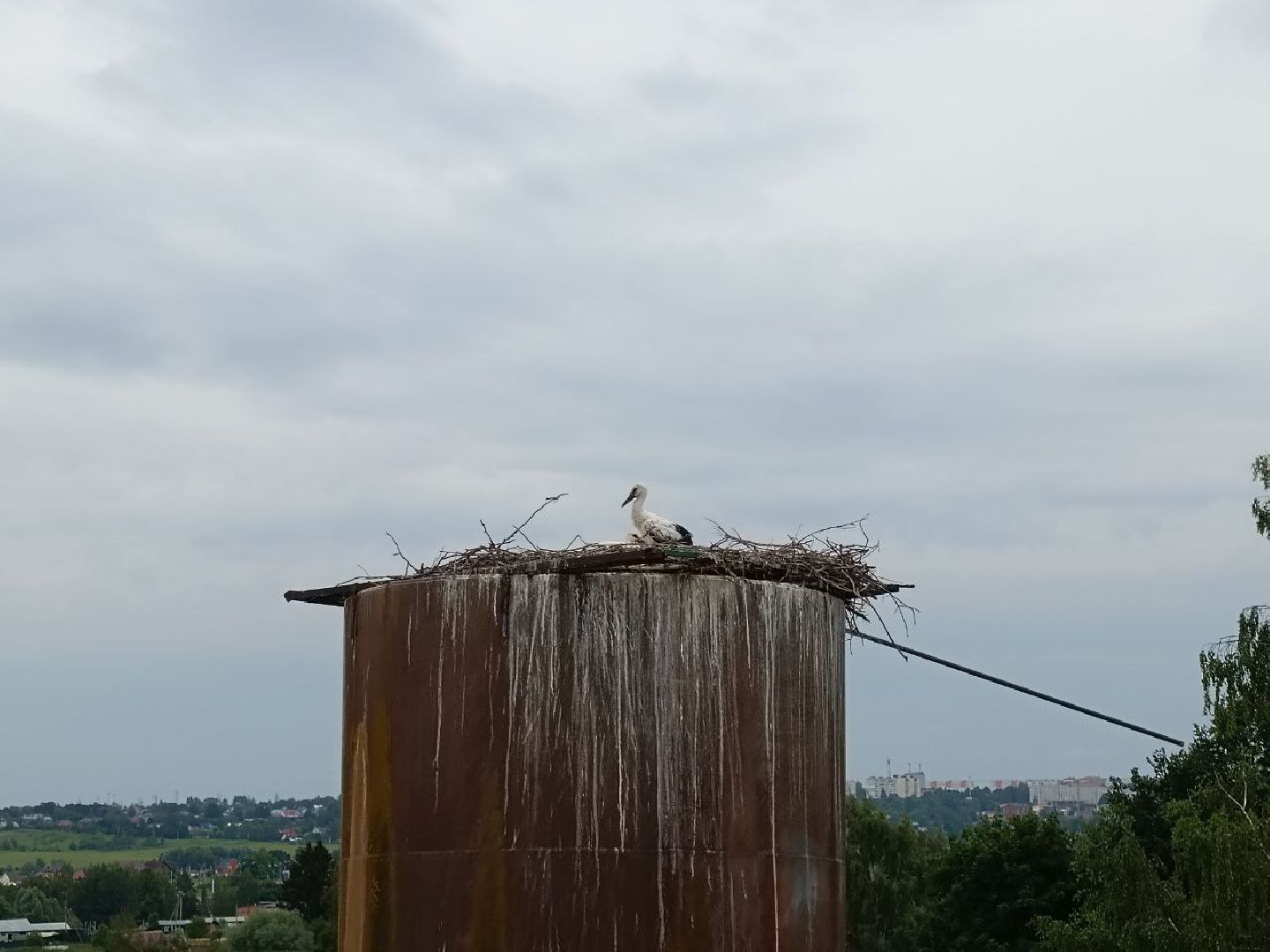 Можайск, Можайский городской округ, Подмосковье, экология, аисты, краснокнижные птицы, птенцы, спасение