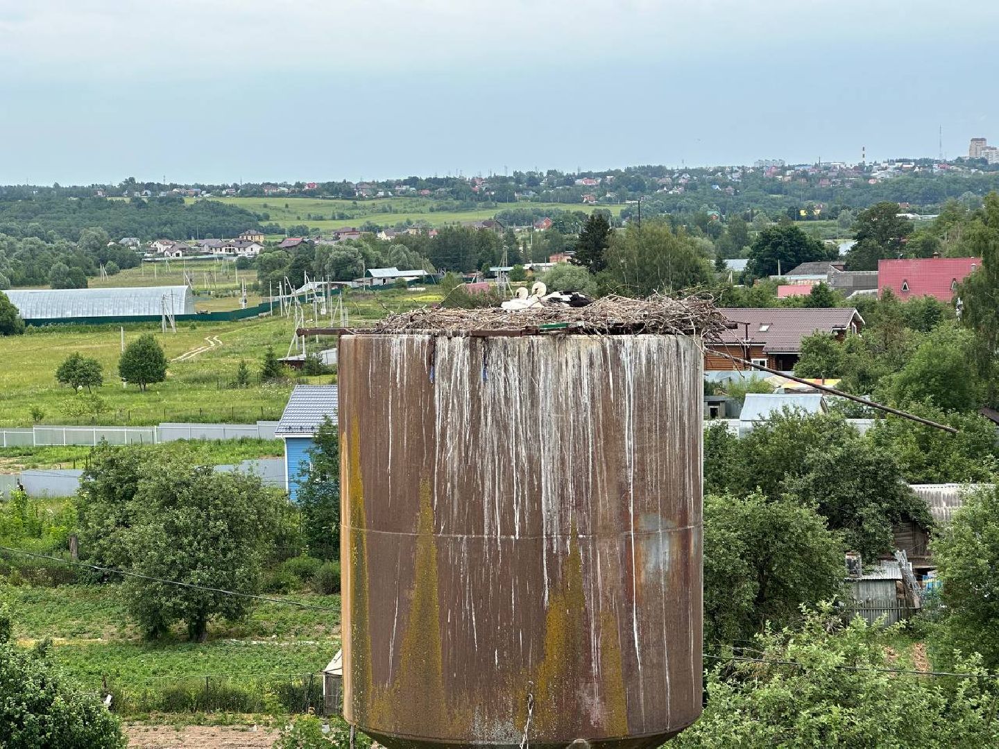 Можайск, Можайский городской округ, Подмосковье, экология, аисты, краснокнижные птицы, птенцы, спасение