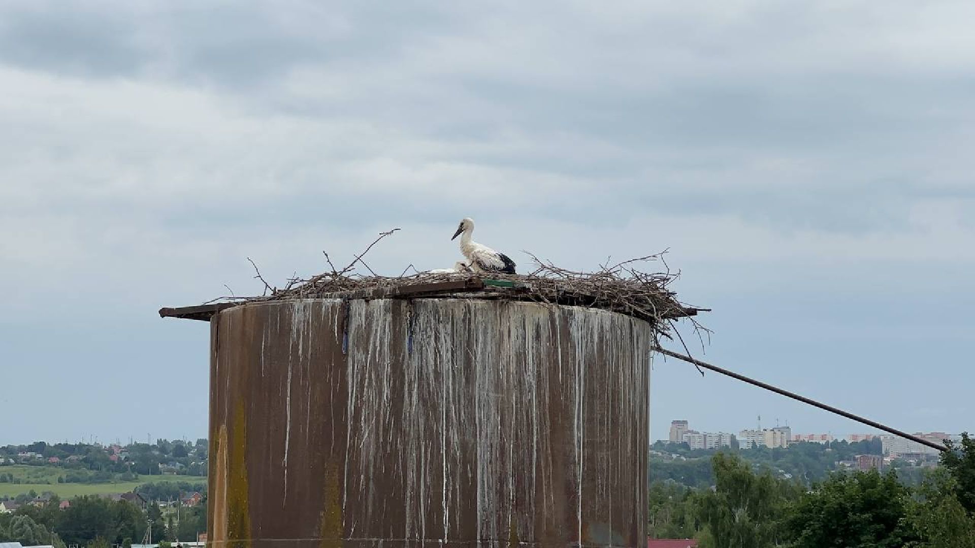 Можайск, Можайский городской округ, Подмосковье, экология, аисты, краснокнижные птицы, птенцы, спасение