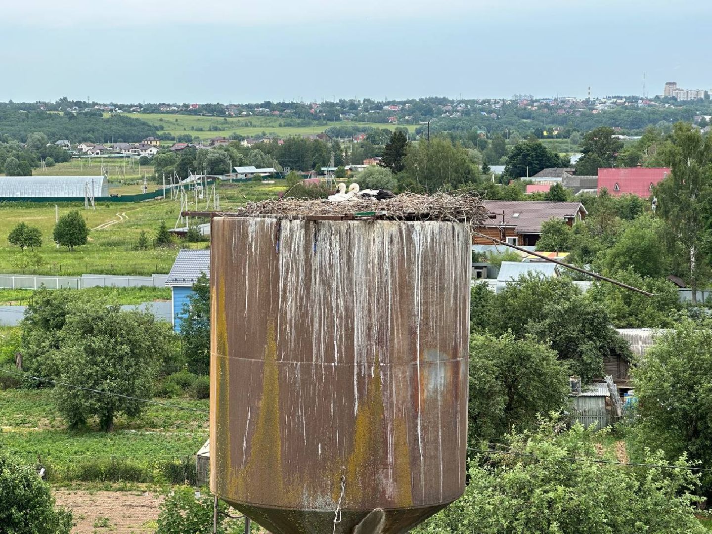 Можайск, Можайский городской округ, Подмосковье, экология, аисты, краснокнижные птицы, птенцы, спасение