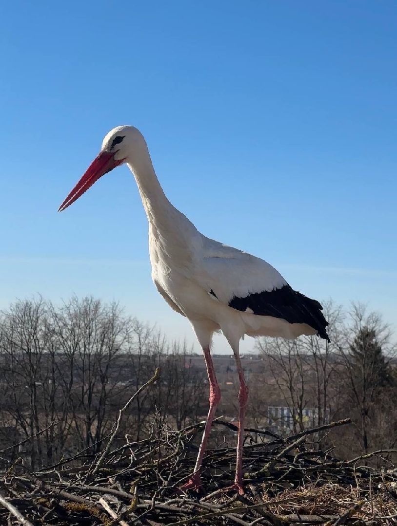 Можайск, Можайский городской округ, Подмосковье, экология, аисты, краснокнижные птицы, птенцы, спасение