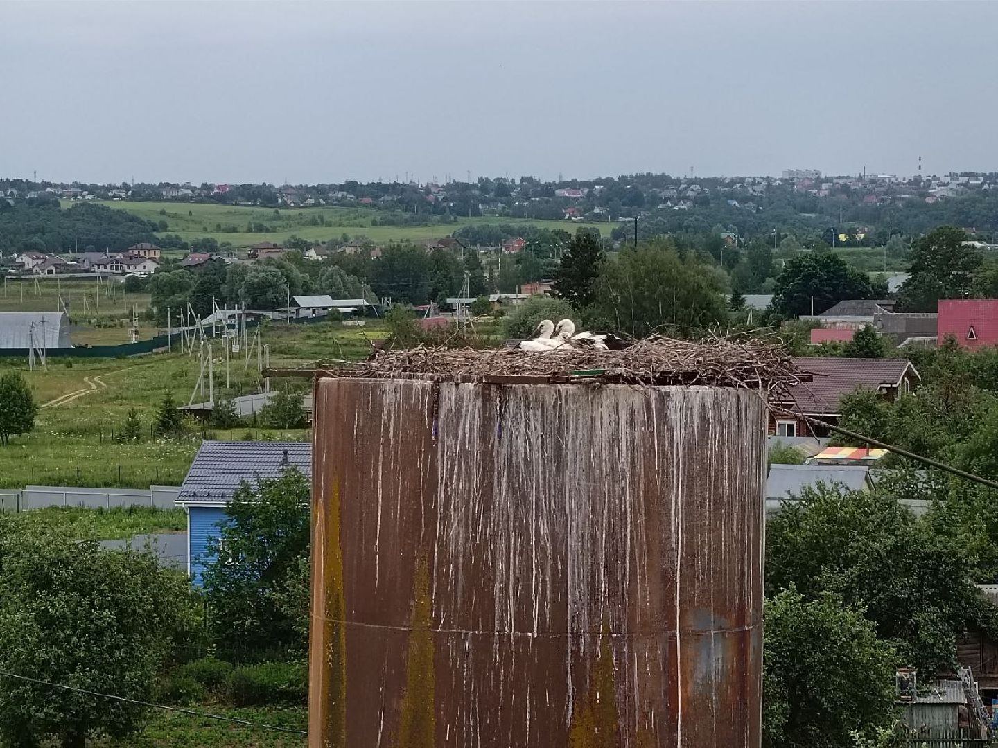Можайск, Можайский городской округ, Подмосковье, экология, аисты, краснокнижные птицы, птенцы, спасение