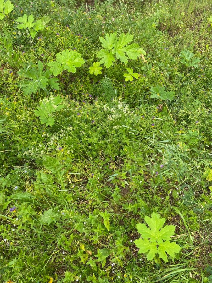 борщевик, обработка, Щёлково