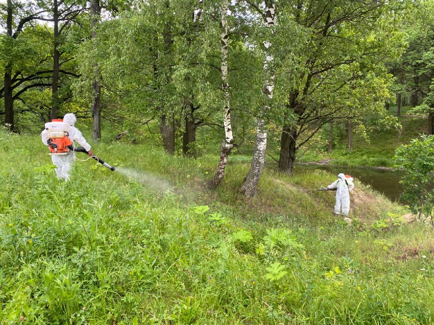 борщевик, обработка, Щёлково