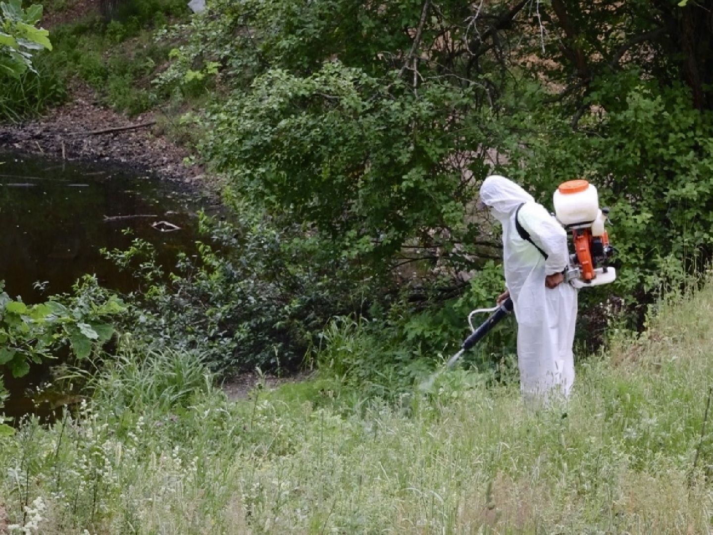 борщевик, обработка, Щёлково