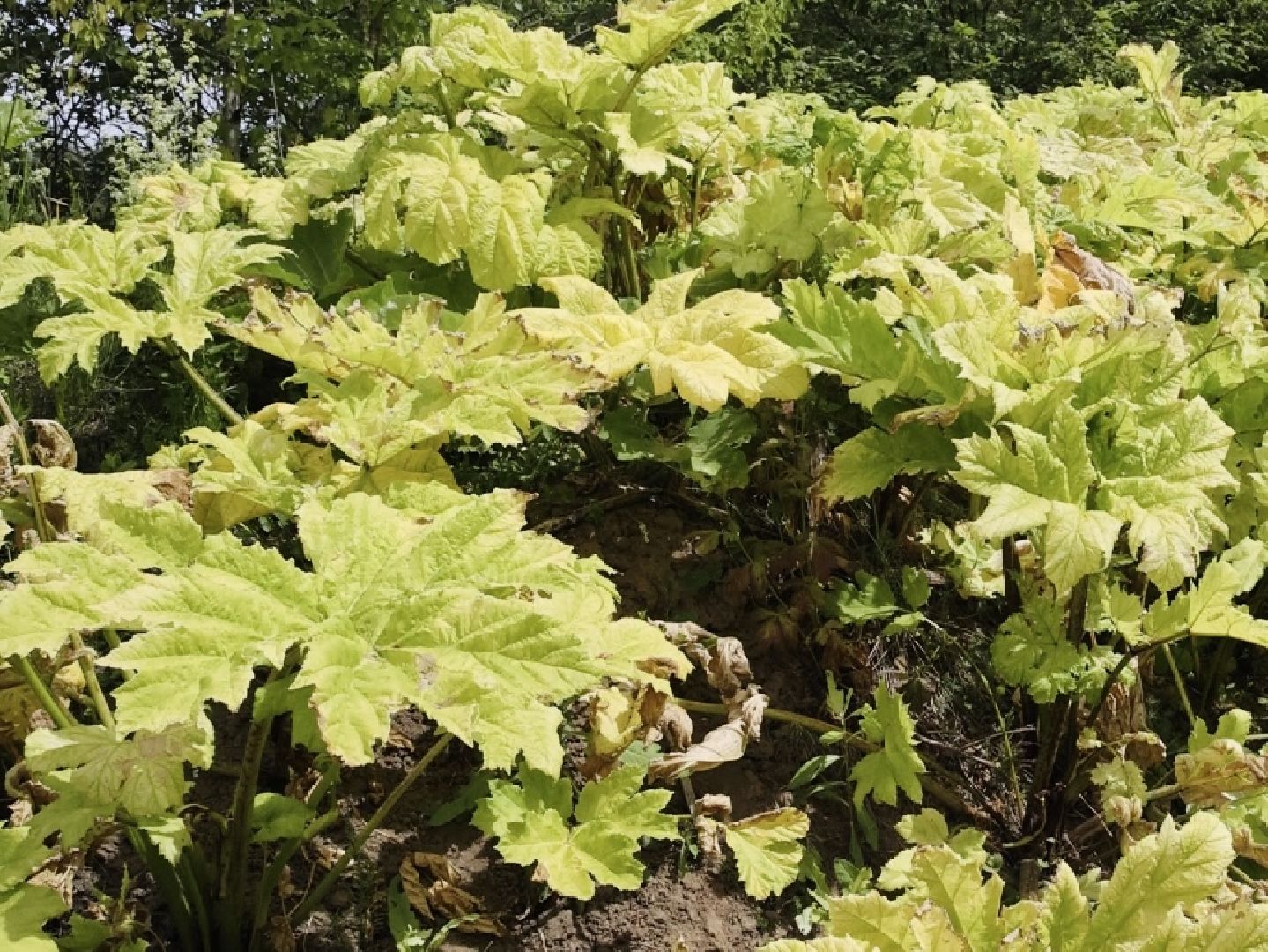 борщевик, обработка, Щёлково