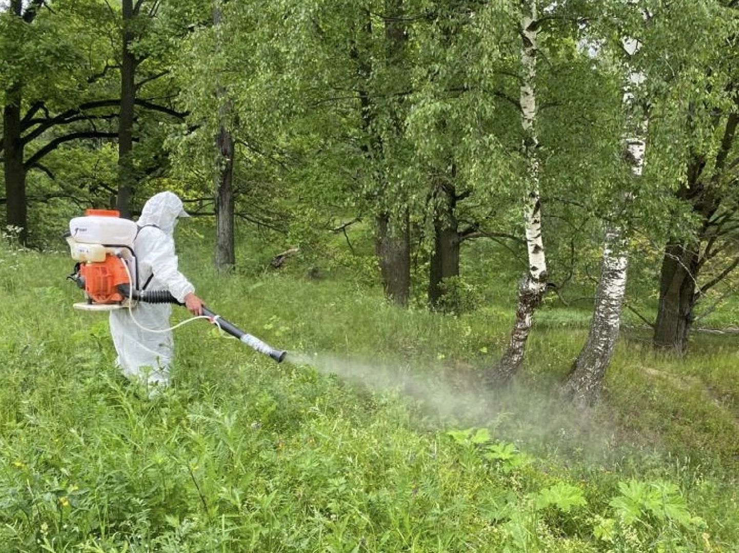 борщевик, обработка, Щёлково