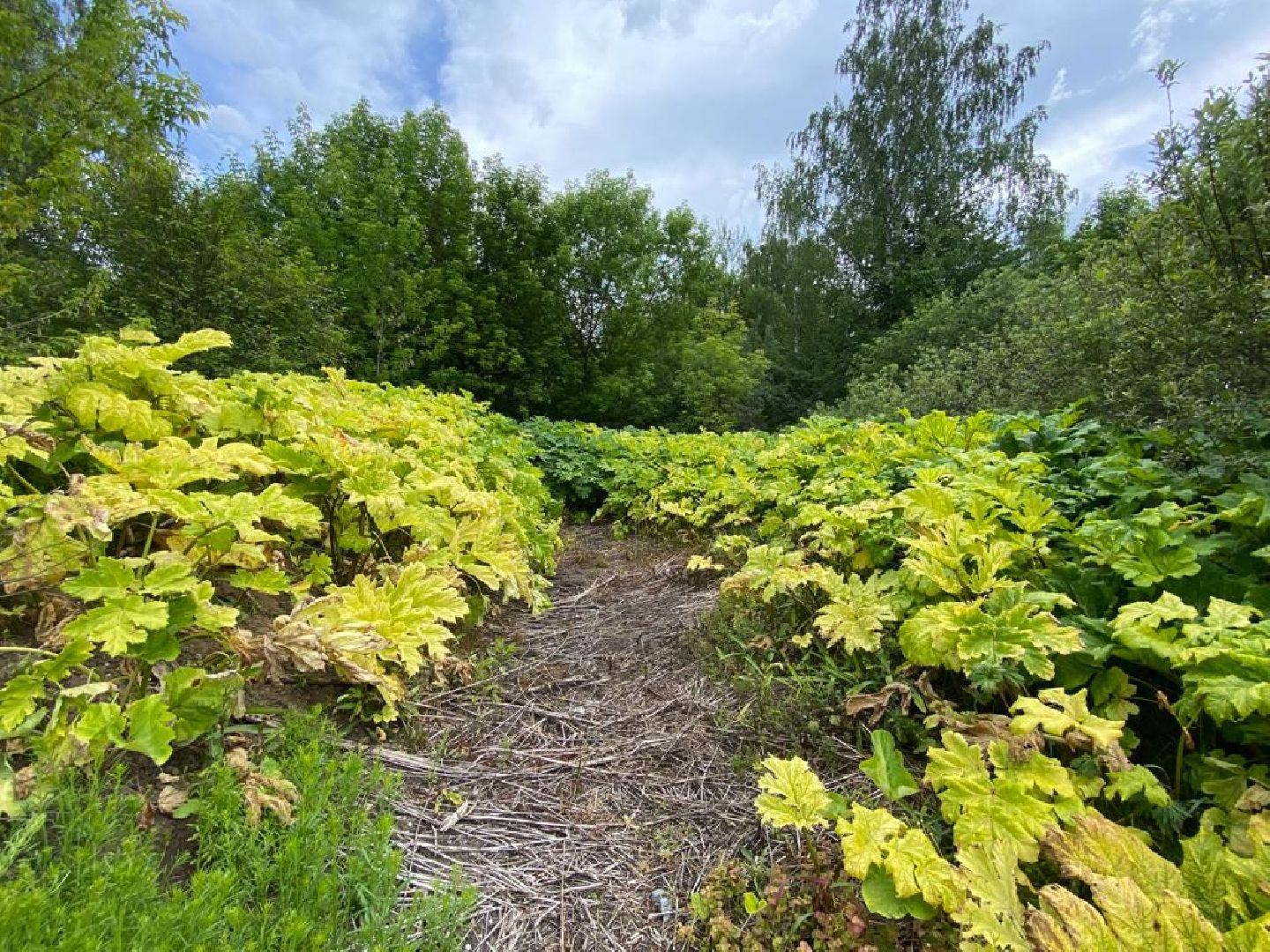 борщевик, обработка, Щёлково