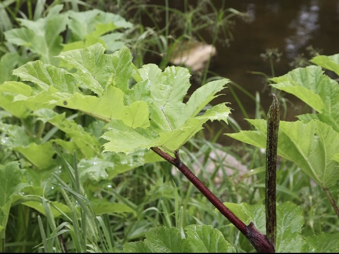 борщевик, обработка, Щёлково