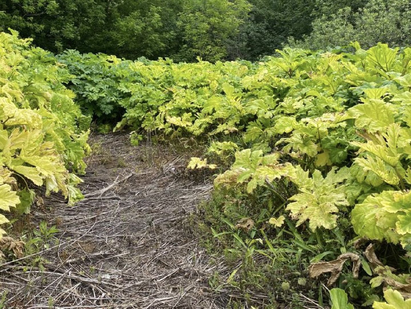 борщевик, обработка, Щёлково