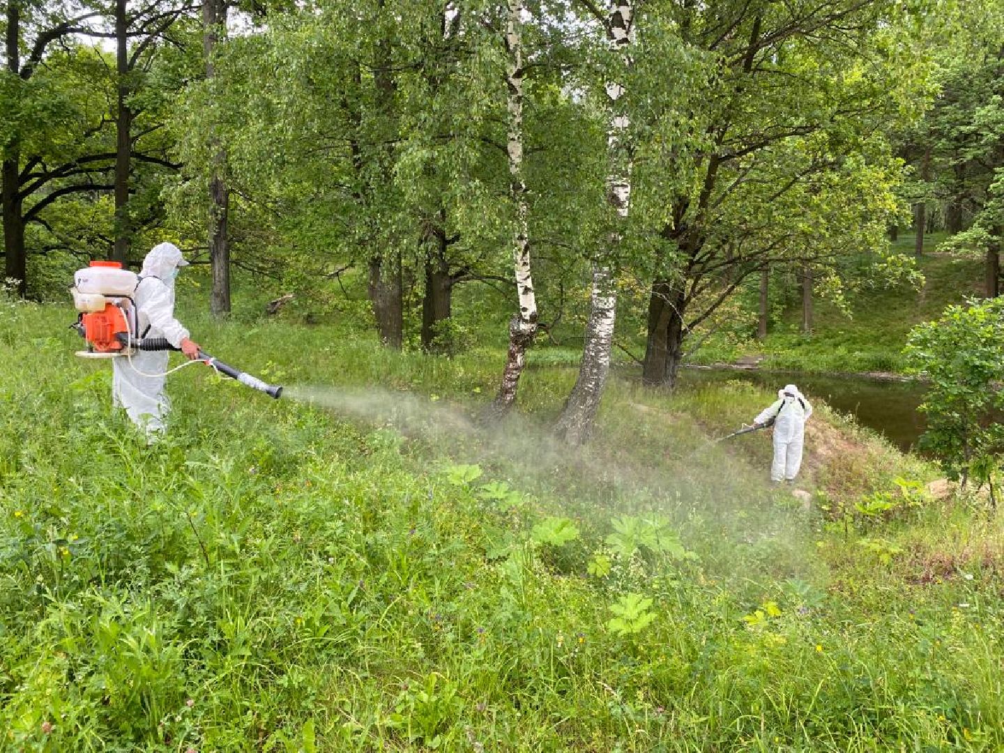 борщевик, обработка, Щёлково