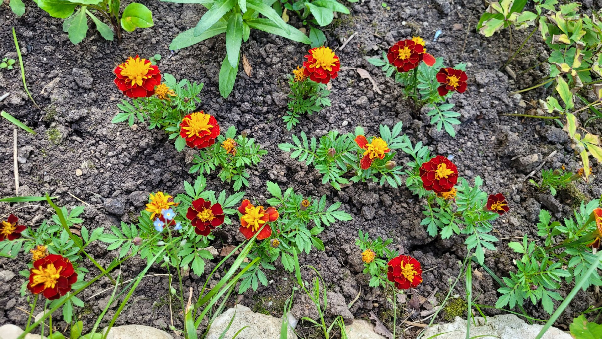 цветы; сад; видное; растения