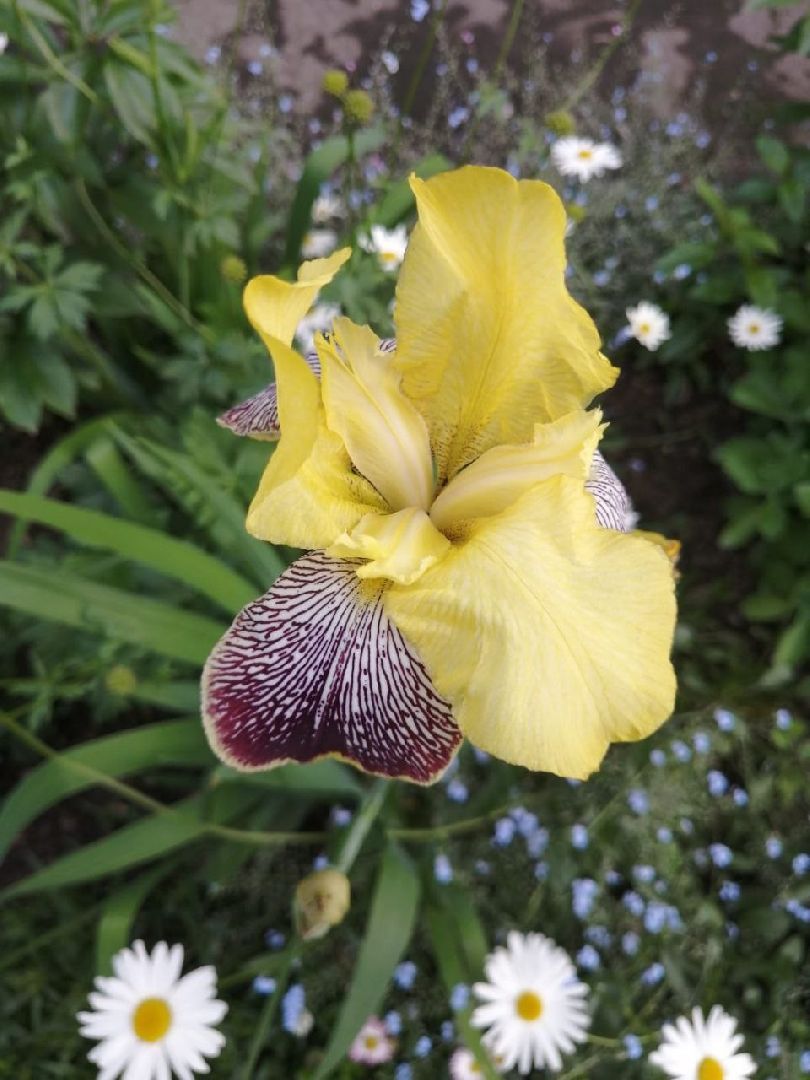 цветы; сад; видное; растения