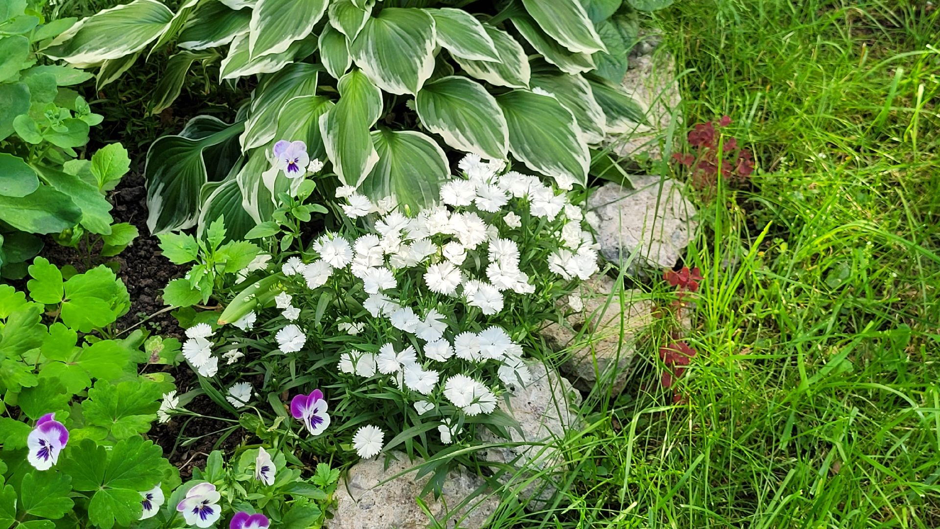 цветы; сад; видное; растения