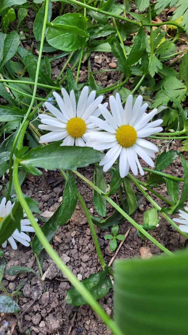 цветы; сад; видное; растения