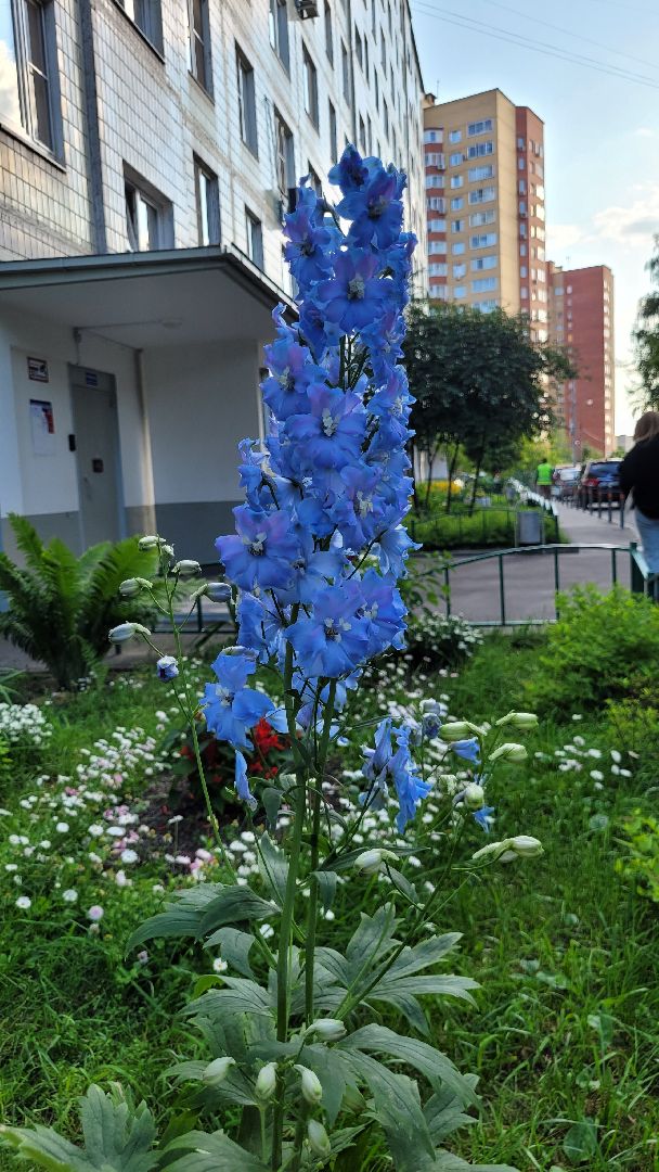 цветы; сад; видное; растения