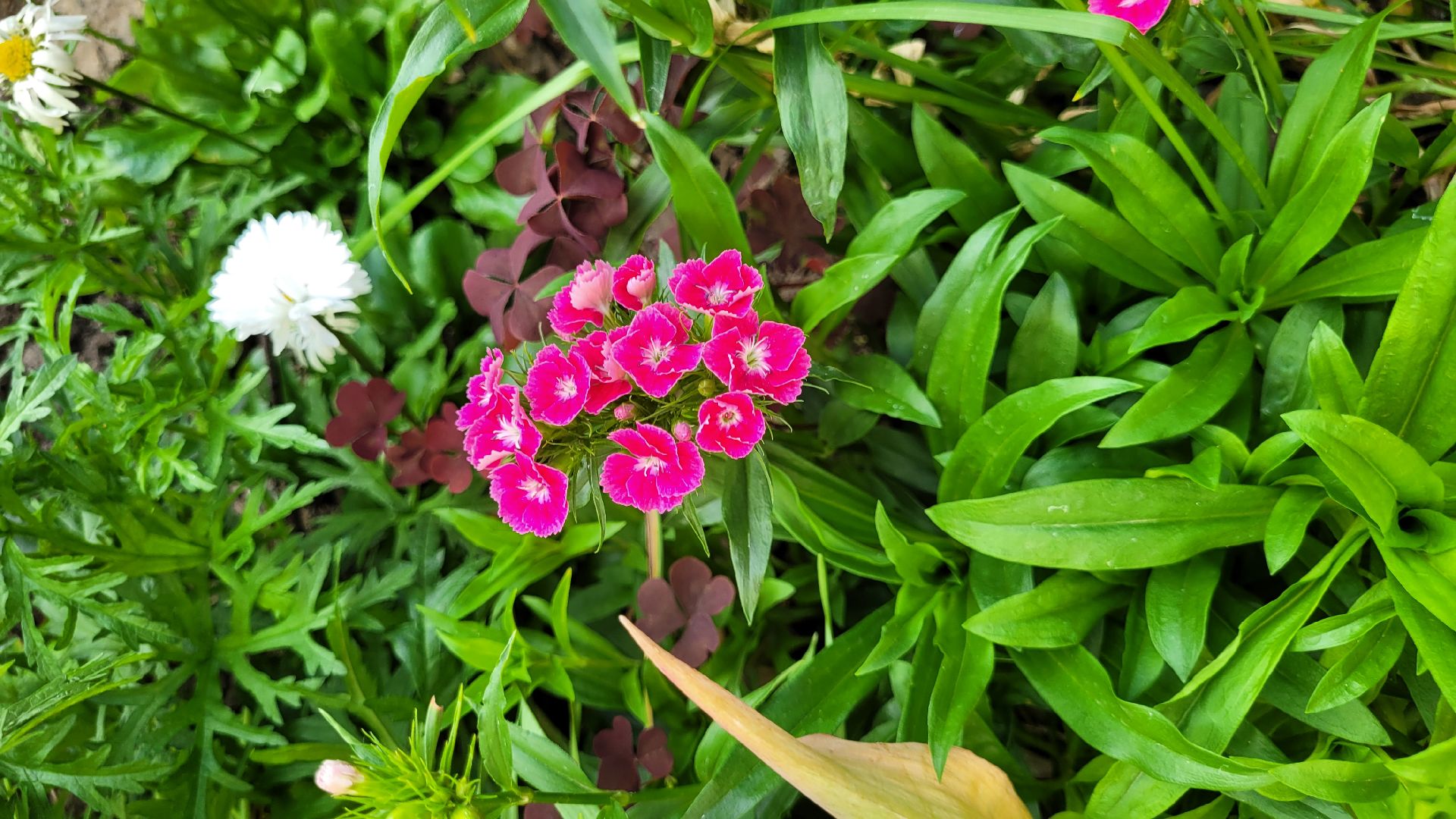 цветы; сад; видное; растения