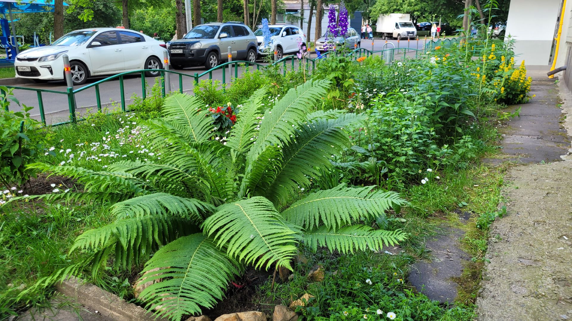 цветы; сад; видное; растения