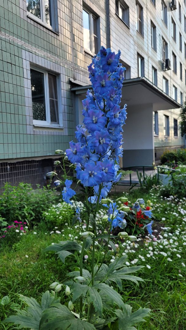 цветы; сад; видное; растения