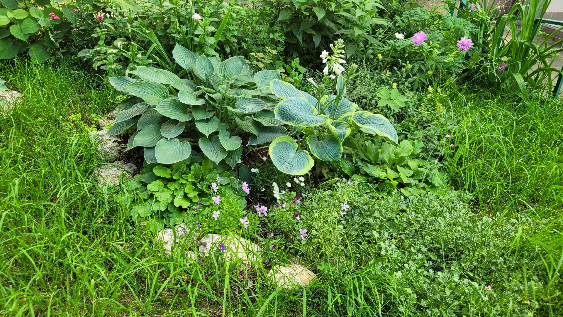 цветы; сад; видное; растения