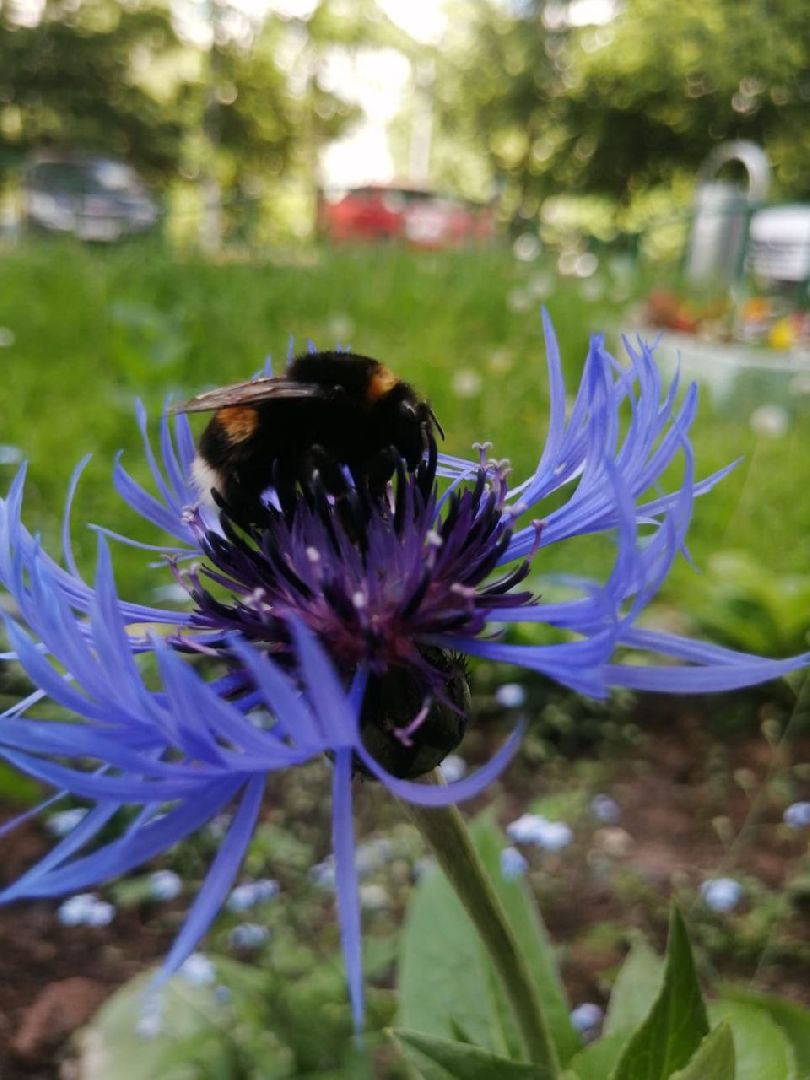 цветы; сад; видное; растения