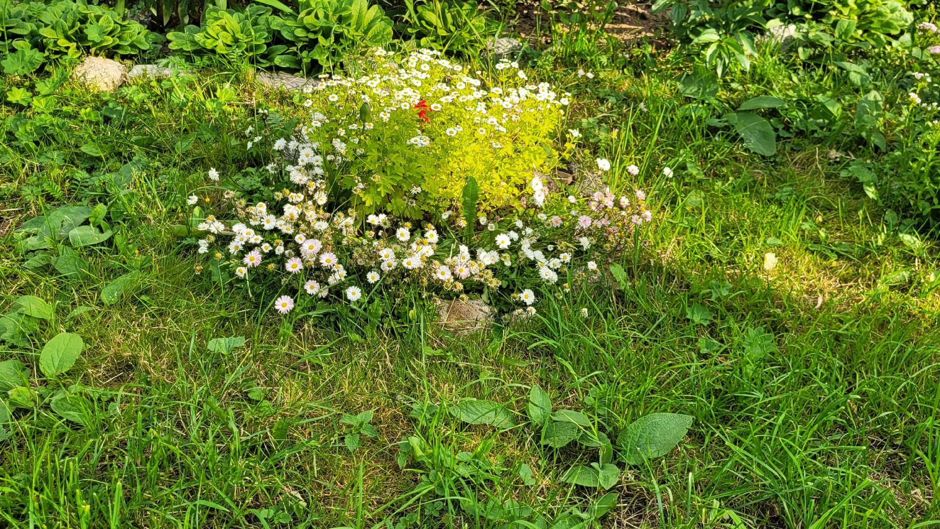цветы; сад; видное; растения