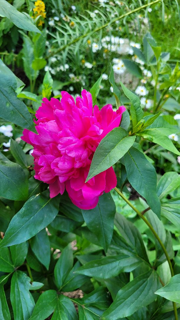 цветы; сад; видное; растения