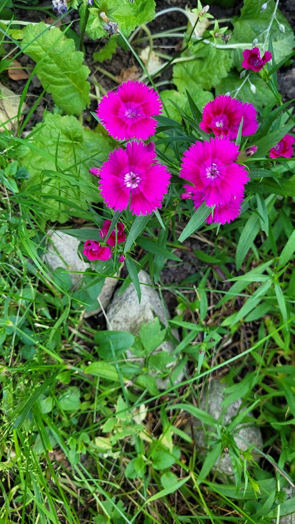 цветы; сад; видное; растения