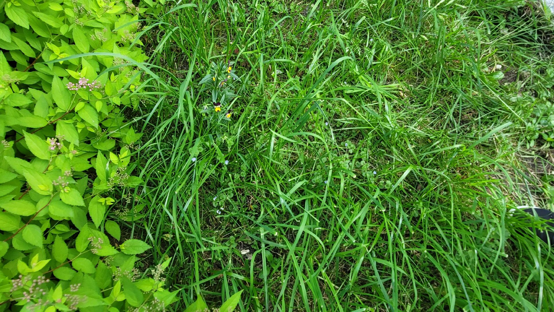 цветы; сад; видное; растения