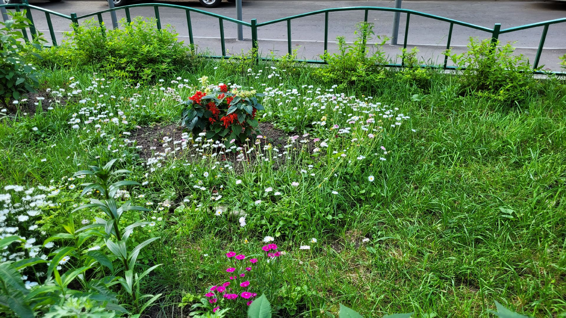 цветы; сад; видное; растения