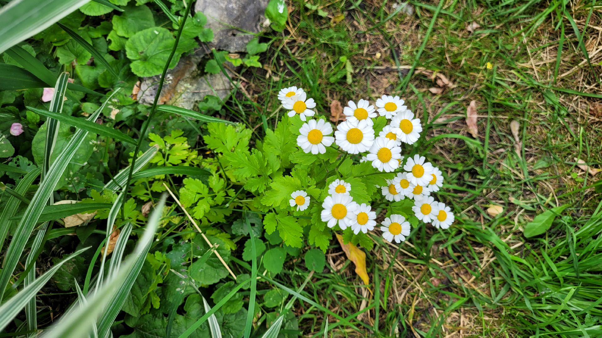 цветы; сад; видное; палисадник; искусство