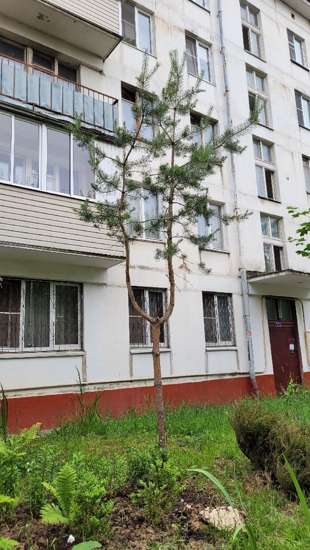 цветы; сад; видное; палисадник; искусство