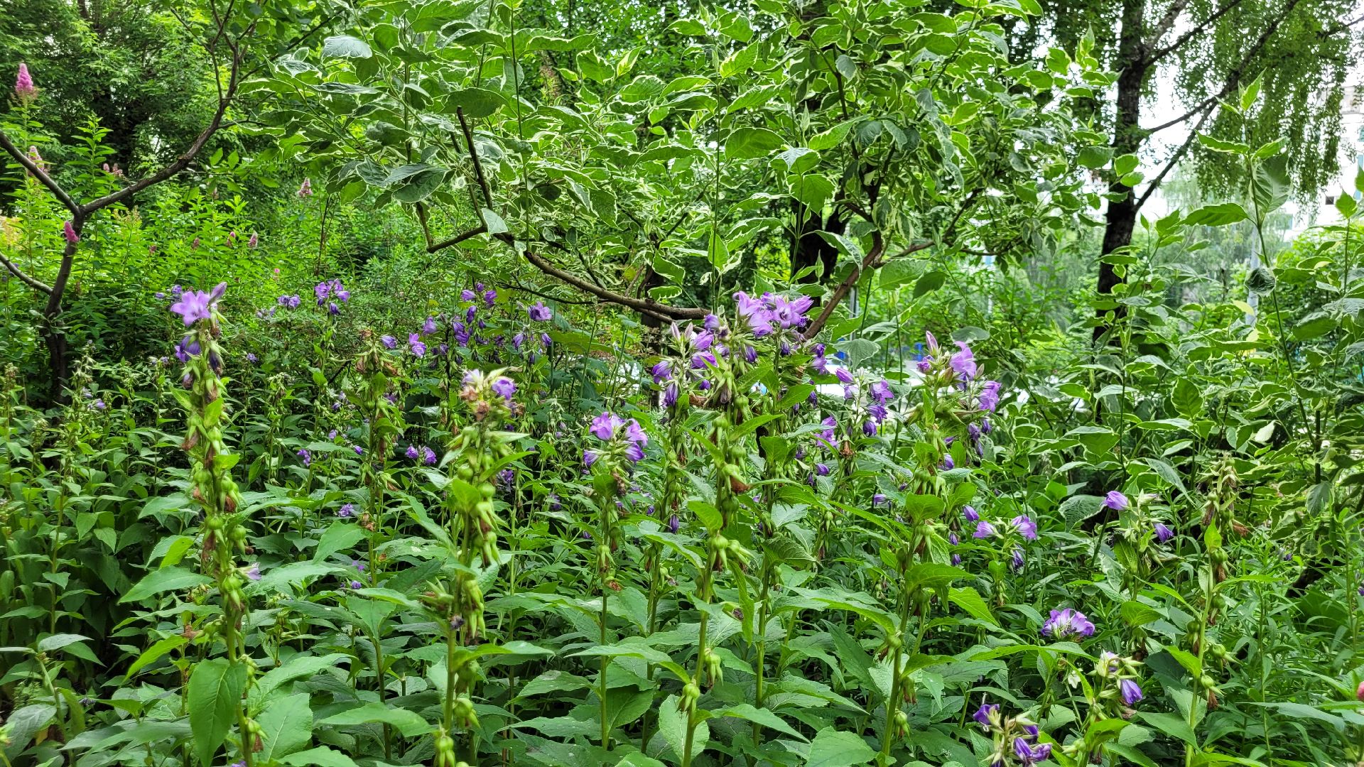 цветы; сад; видное; палисадник; искусство