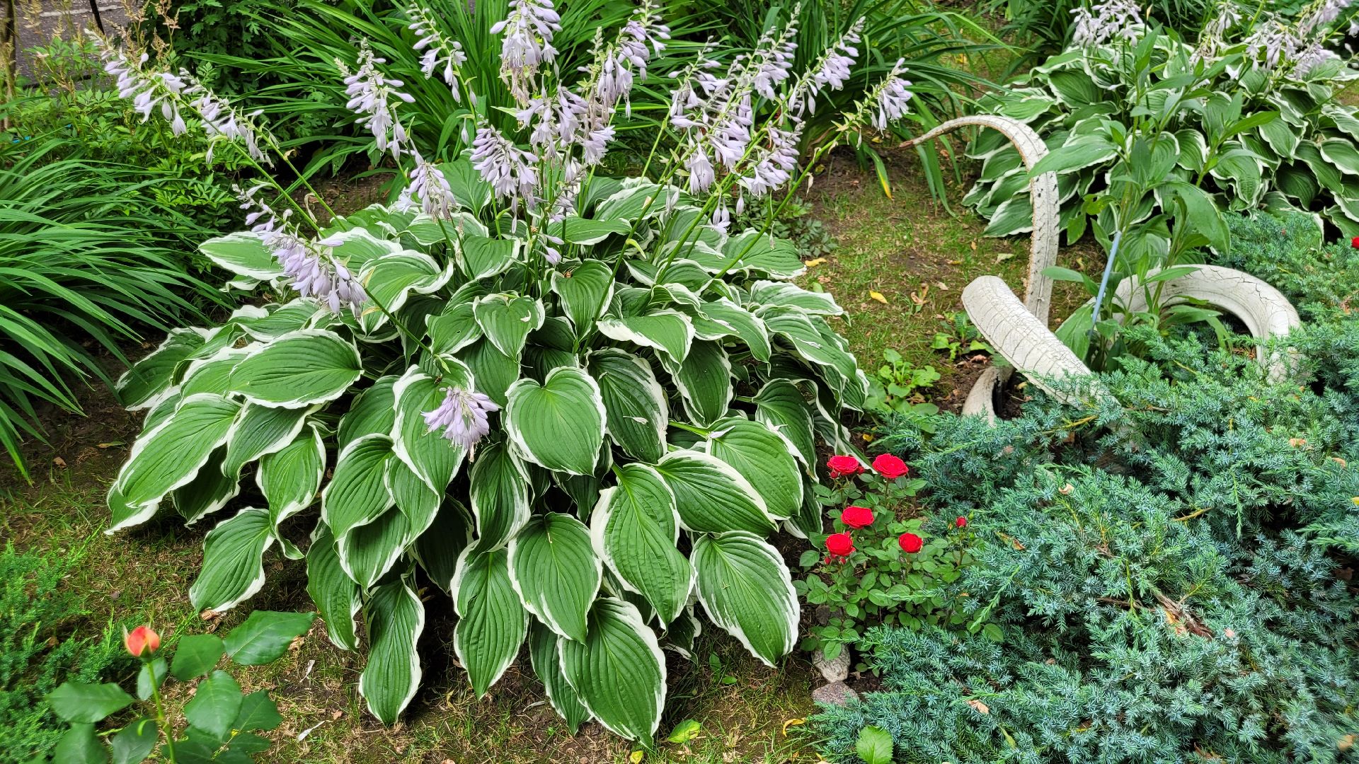 цветы; сад; видное; палисадник; искусство