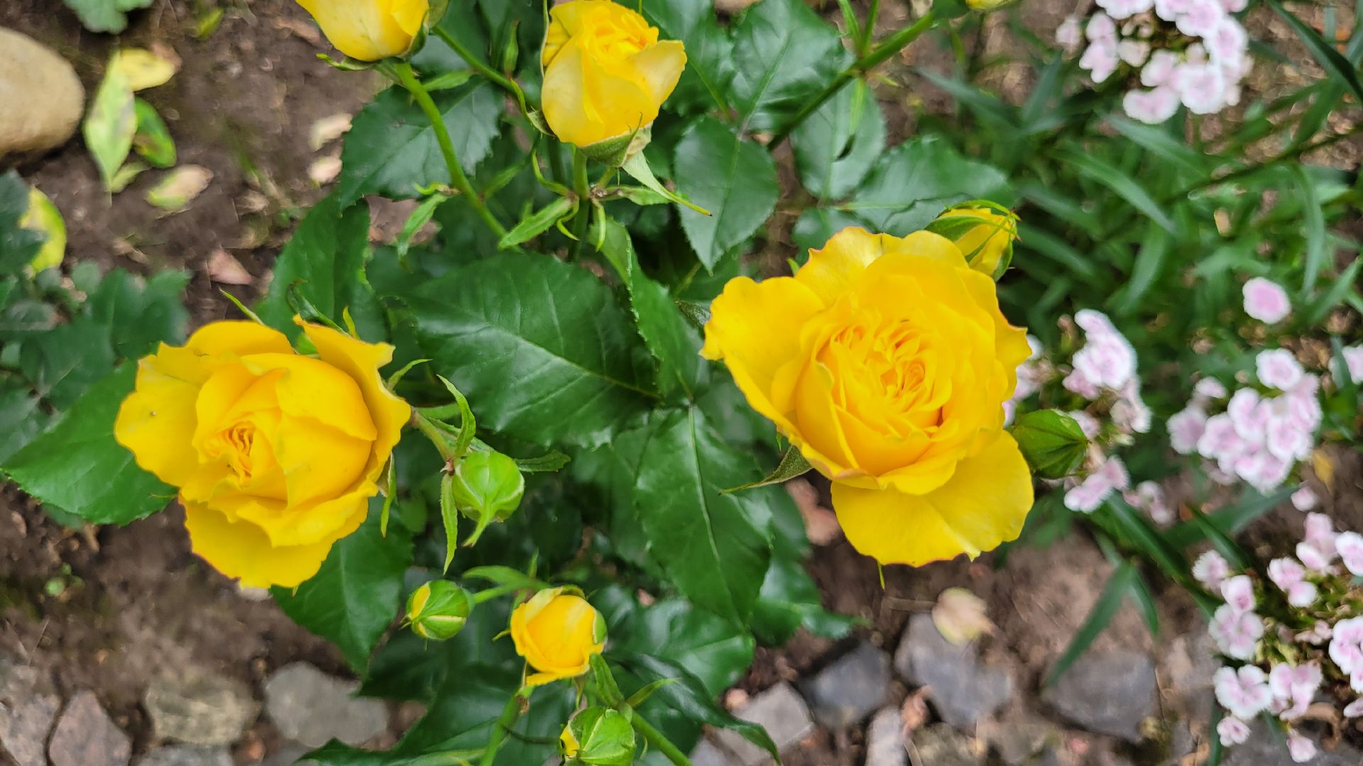 цветы; сад; видное; палисадник; искусство