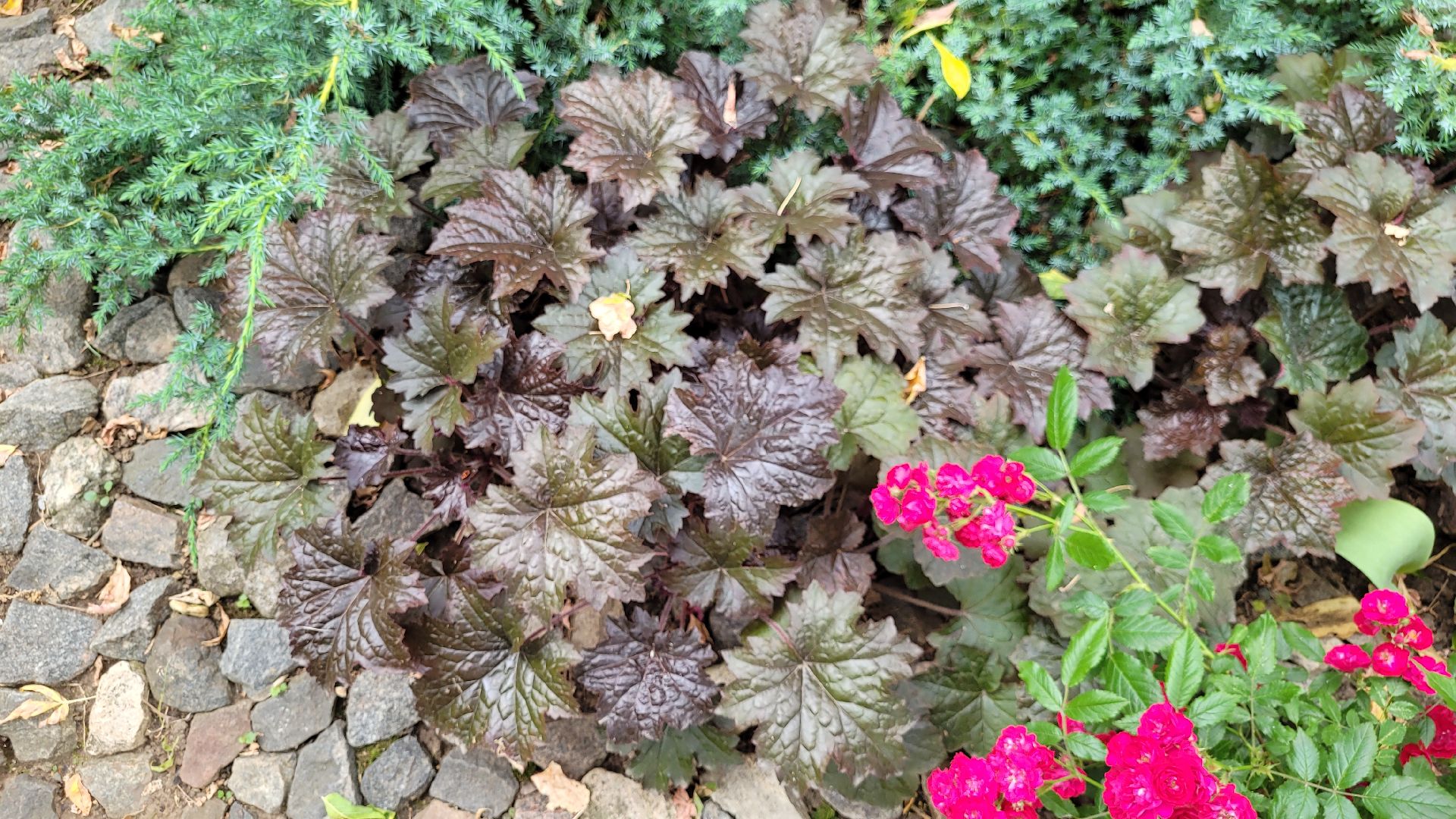 цветы; сад; видное; палисадник; искусство