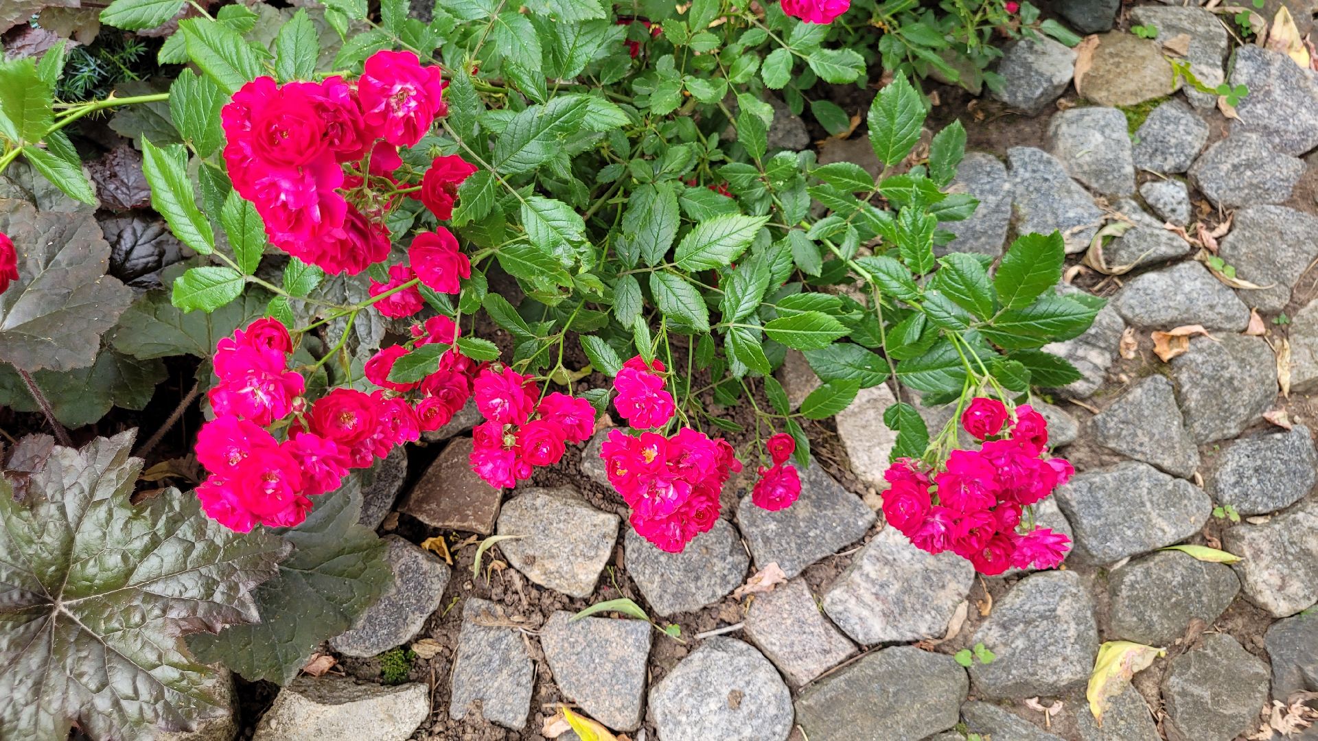 цветы; сад; видное; палисадник; искусство