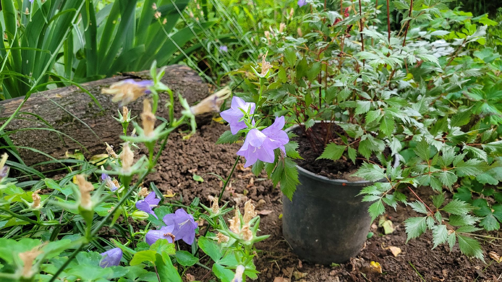 цветы; сад; видное; палисадник; искусство
