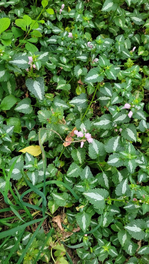 цветы; сад; видное; палисадник; искусство