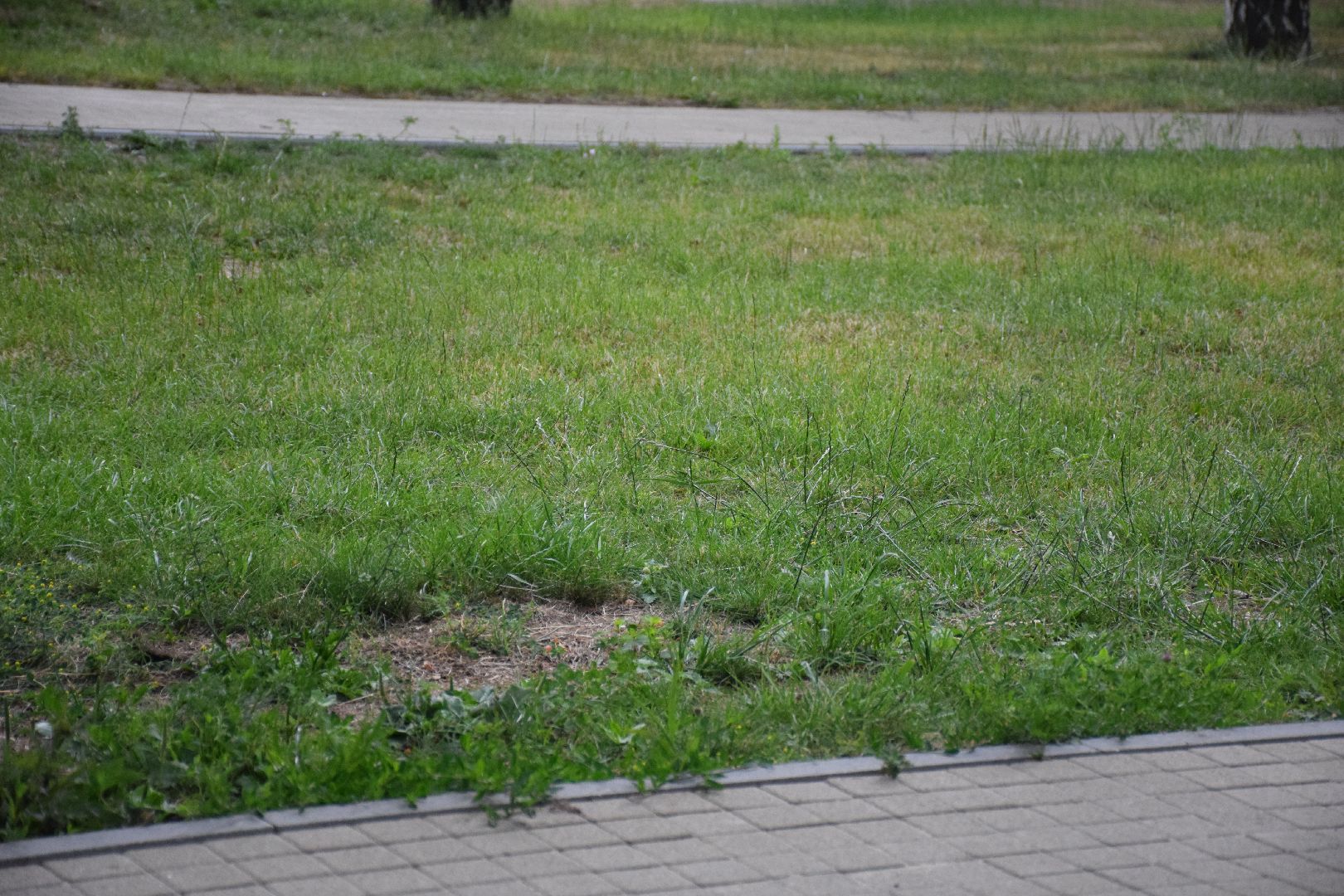 Павловский Посад, городской округ Павловский Посад, благоустройство, трава, покос, люди, город