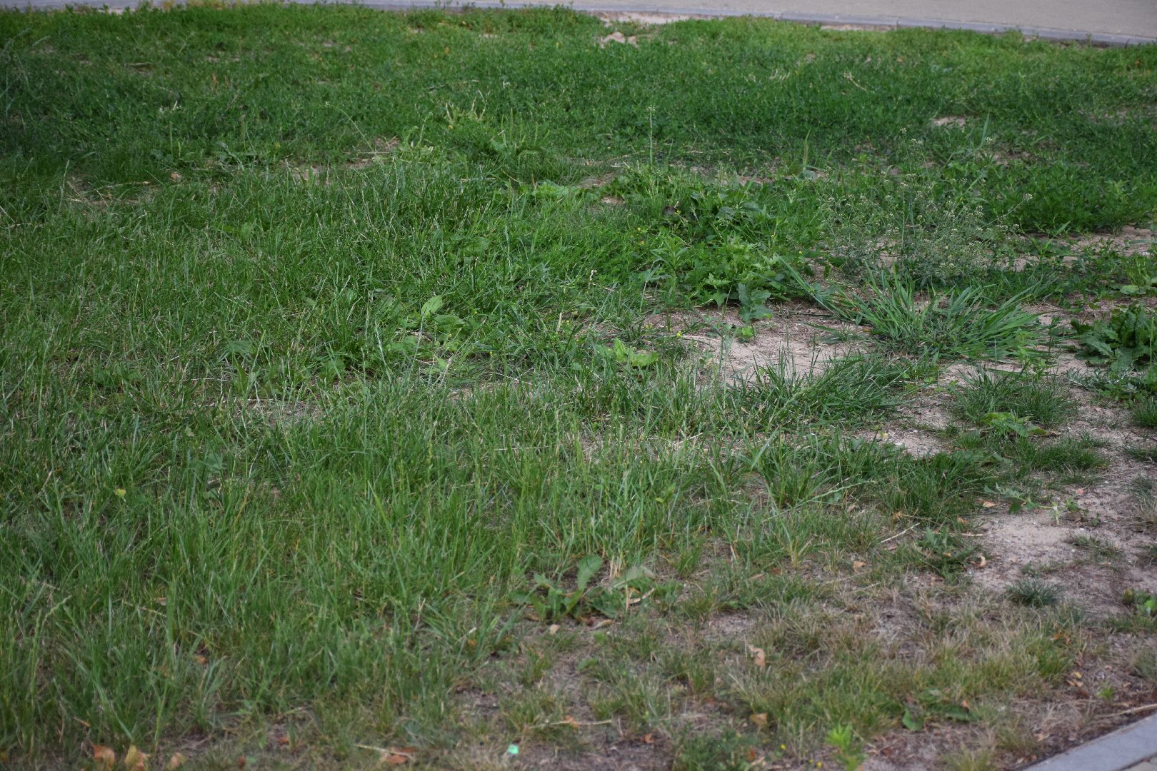 Павловский Посад, городской округ Павловский Посад, благоустройство, трава, покос, люди, город