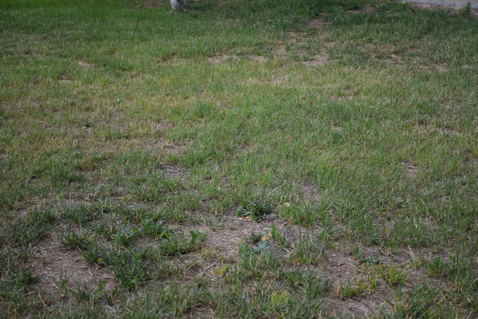 Павловский Посад, городской округ Павловский Посад, благоустройство, трава, покос, люди, город