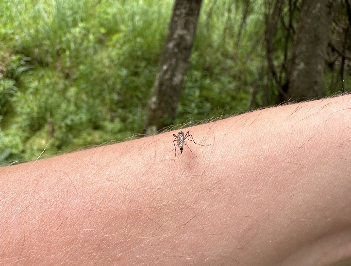 Реутов, здоровье, комары, репелленты, москитные сетки