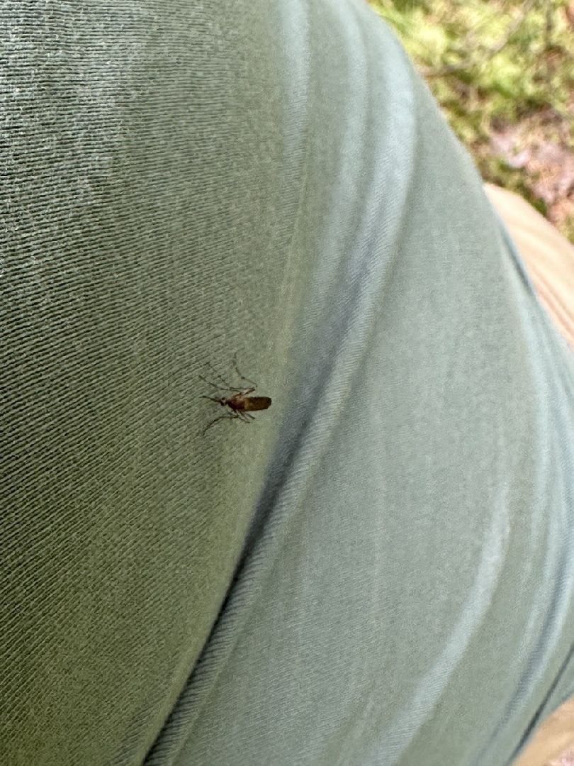 Реутов, здоровье, комары, репелленты, москитные сетки