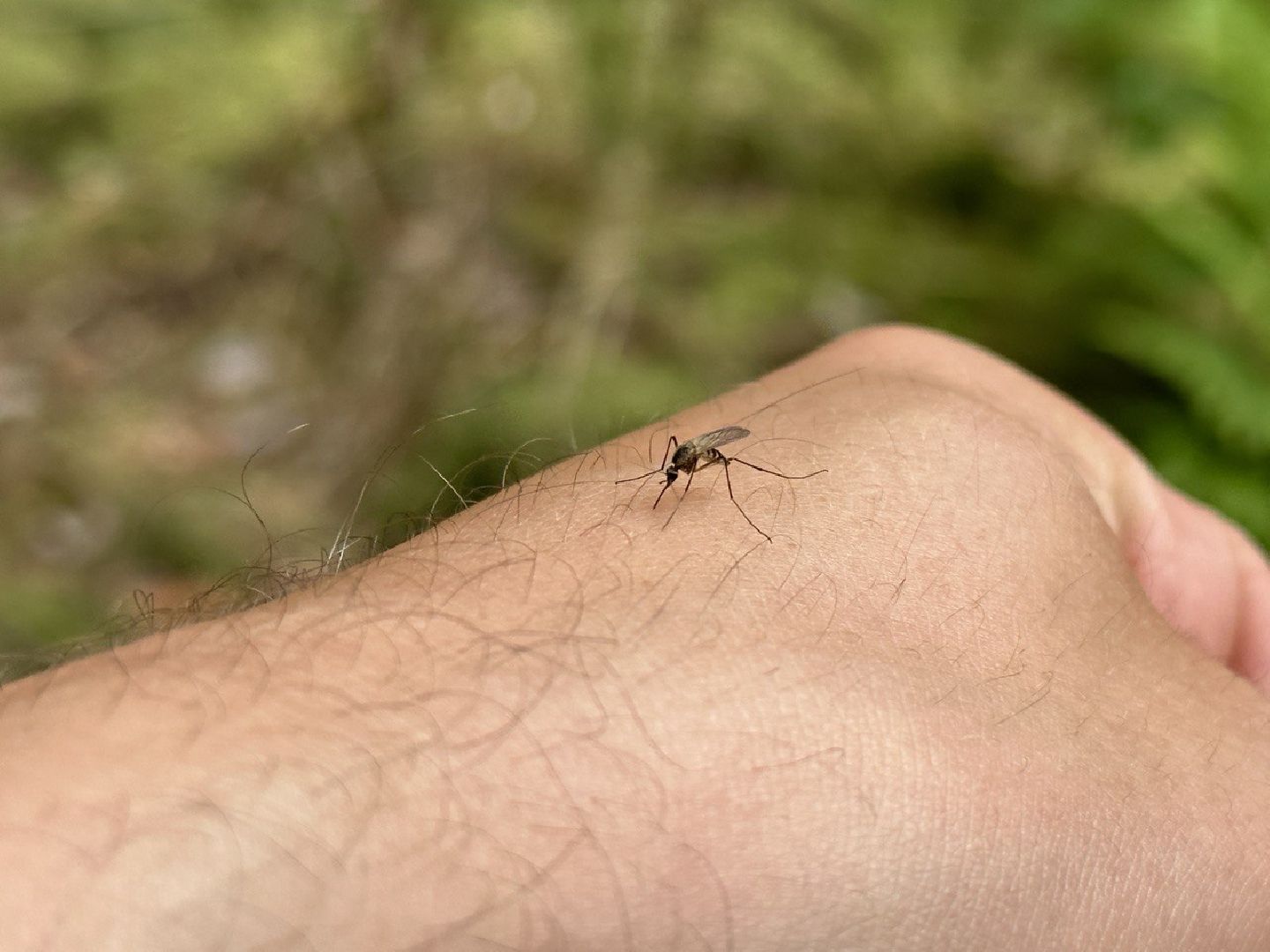 Реутов, здоровье, комары, репелленты, москитные сетки