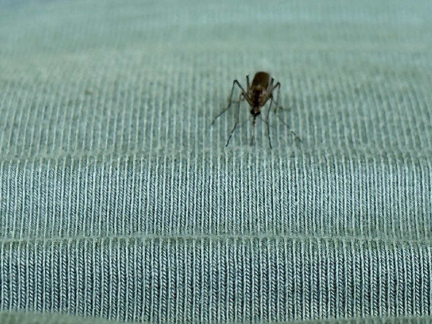 Реутов, здоровье, комары, репелленты, москитные сетки